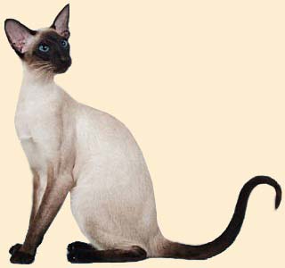 Сиамская кошка